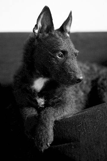 Betty, our patterjack, age 4 years, 5 days.